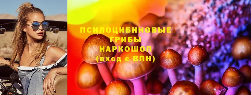 продажа наркотиков  Камбарка  Галлюциногенные грибы Cubensis 